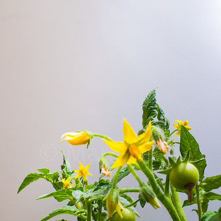 Tomato Vine 1