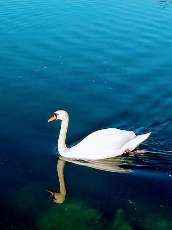 White Swan
