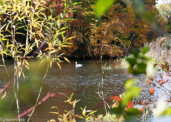 The Nook - Swan